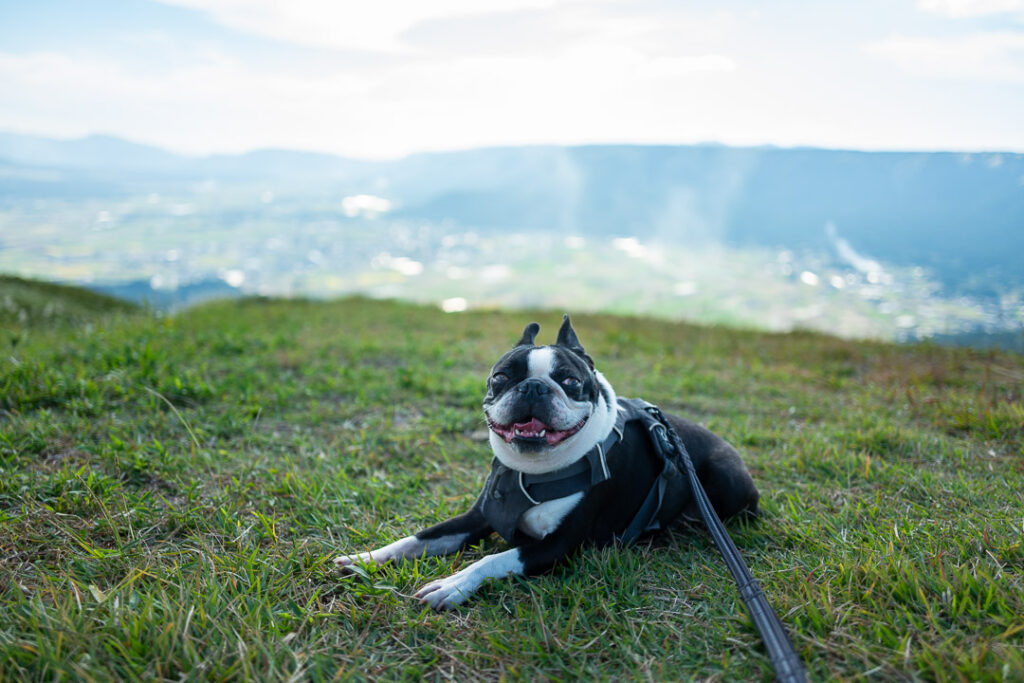 AI時代にこそ大切にしたい、豊かな自然（阿蘇）と愛犬と過ごす時間